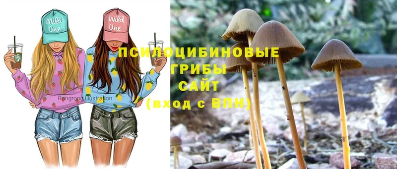 Галлюциногенные грибы Cubensis  где купить   Арск 